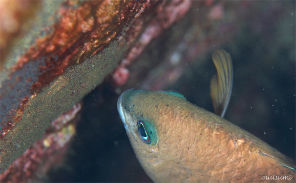 魚を鼓舞する男☆みなべ・田辺_e0158261_10424736.jpg