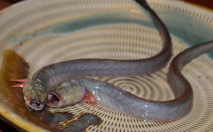 グロテクスな珍魚 有明海のエイリアン 人気急上昇のワラスボ写真 ワラスボ食べてきた かさこ塾かさこブログ2ちゃんねる5ちゃんねる