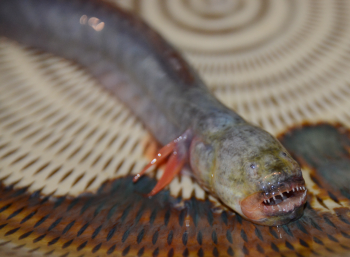 グロテクスな珍魚 有明海のエイリアン 人気急上昇のワラスボ写真 ワラスボ食べてきた かさこ塾かさこブログ2ちゃんねる5ちゃんねる