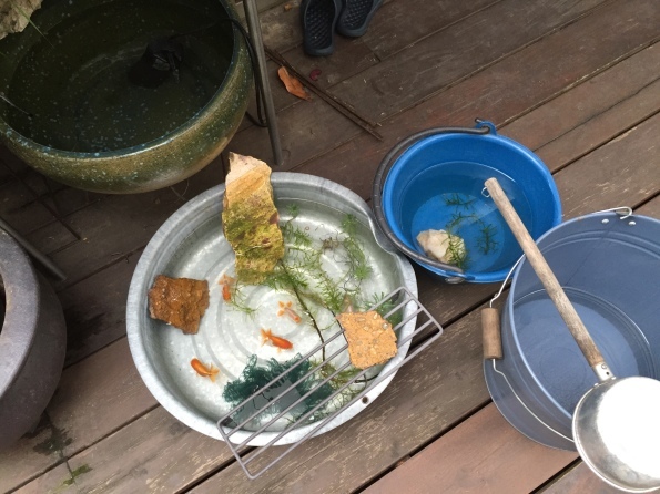 らんちゅうが産卵しました ケセラセラ 家とgreen