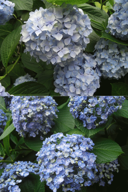 c0095679_1312039.gif