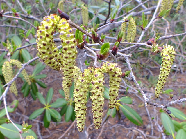 e0145782_15155.jpg