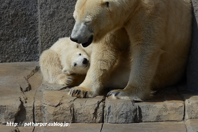 ２０１５年４月　円山動物園２　その２_a0052986_5305931.jpg