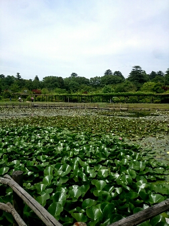 凛とした花にあこがれる　たんさいぼう。_e0269586_11385794.jpg