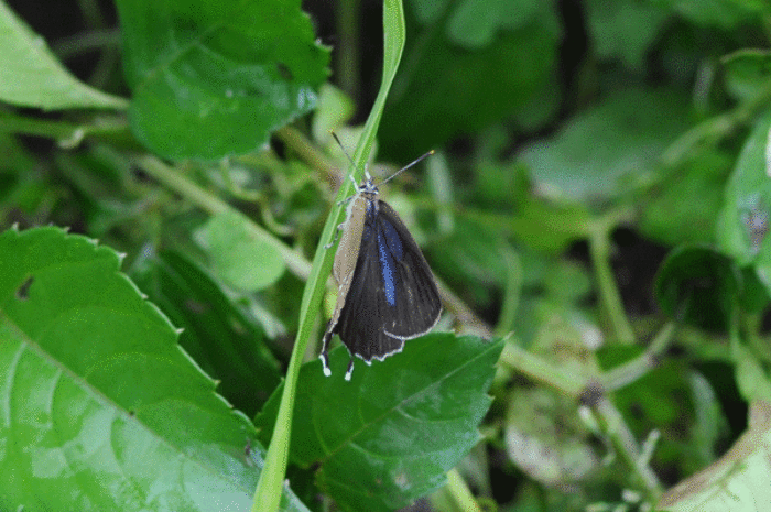 e0248688_185640.gif