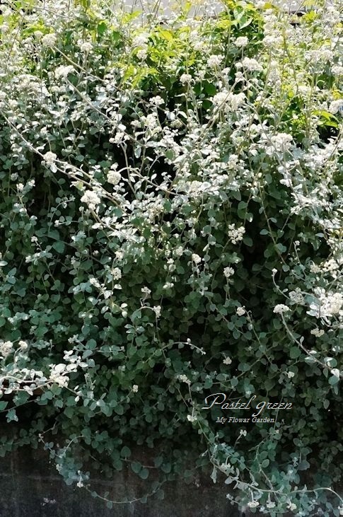 ヘリクリサムの小花を収穫 季の花小屋 Pastel Green ヘリクリサムの小花を収穫 季の花小屋 Pastel Green