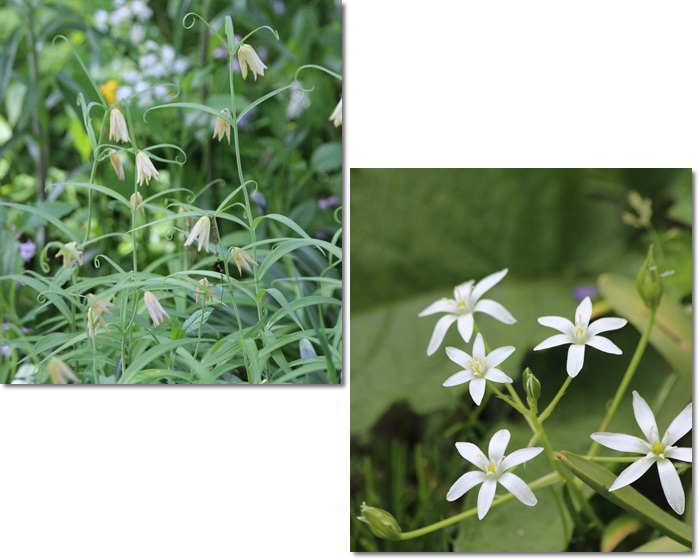 上野ファームと滝川の菜の花畑（５・２７）_f0146493_2249531.jpg