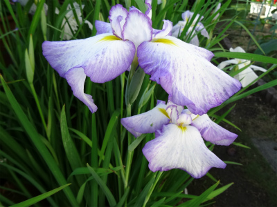 c0125501_2248564.jpg