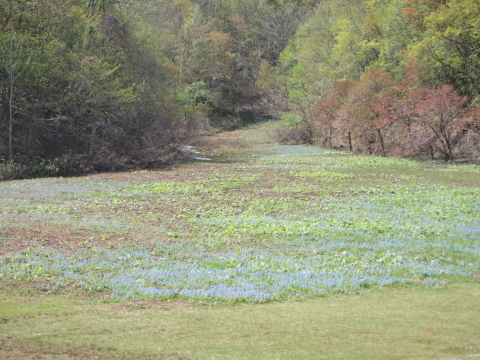 スノードロップを見に北海道へ･･･････その２_b0331802_16264322.jpg