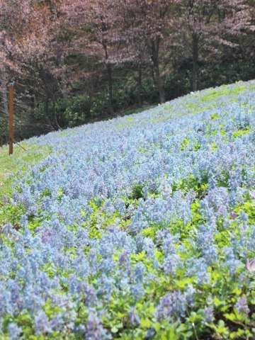 スノードロップを見に北海道へ･･･････その２_b0331802_16264555.jpg