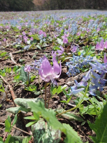 スノードロップを見に北海道へ･･･････その２_b0331802_16264639.jpg
