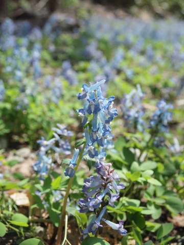 スノードロップを見に北海道へ･･･････その２_b0331802_16294472.jpg
