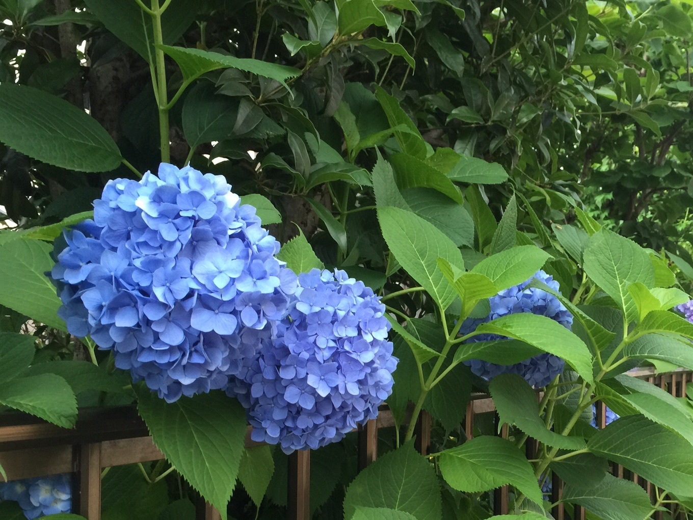 紫陽花・あぢさゐ・Hydrangea_c0051102_07084049.jpg