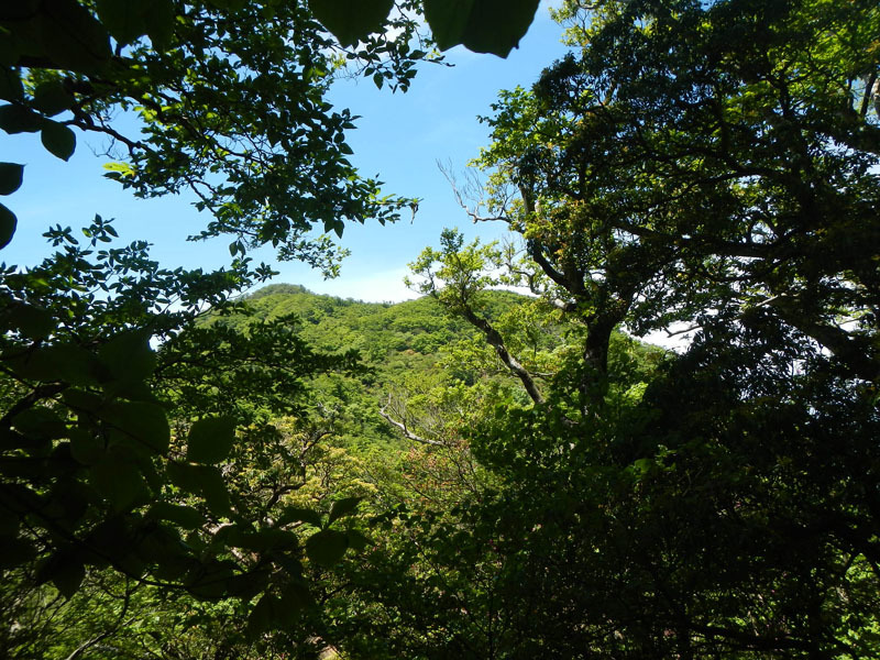 伊豆・天城山登山　その2_d0161702_19455070.jpg