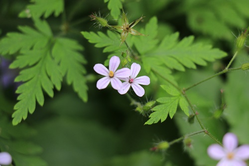 梅雨の晴れ間は貴重な時間　庭のお花たち_a0123003_20375523.jpg