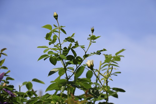 梅雨の晴れ間は貴重な時間　庭のお花たち_a0123003_2083274.jpg