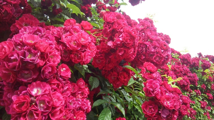 c0212604_1354399.jpg