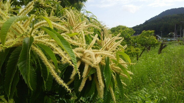 c0212604_13565033.jpg