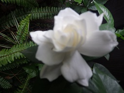 c0280206_825811.jpg