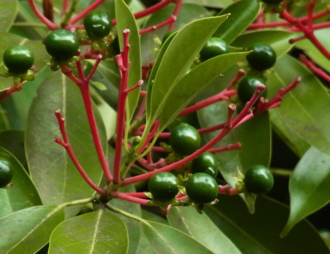 タブノキの実 樹木見て歩き