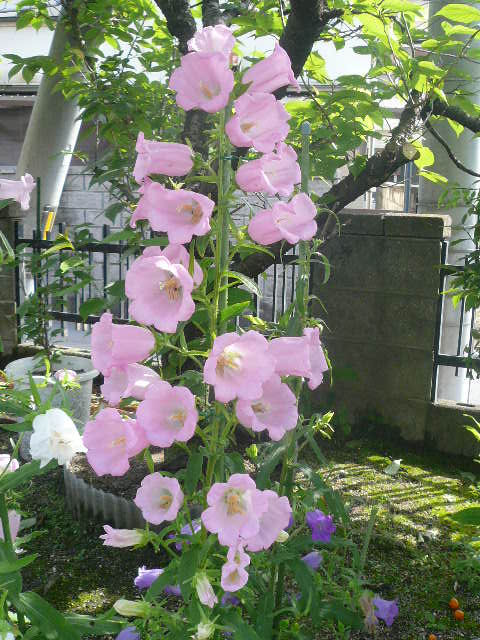 e0026017_19582351.jpg