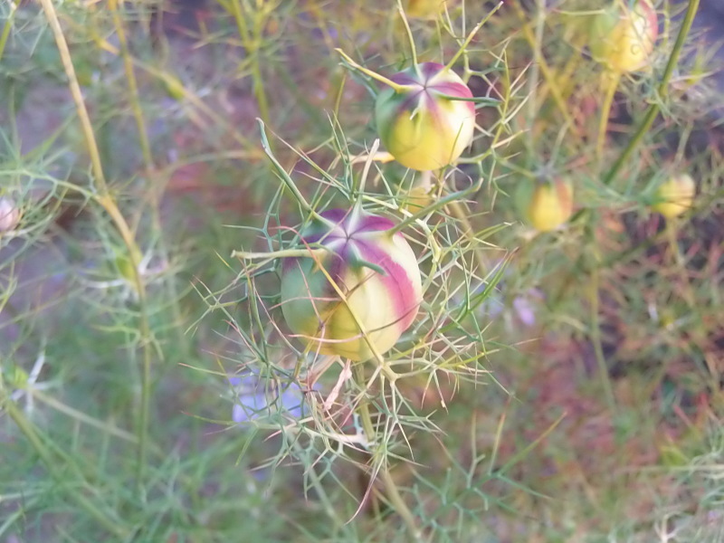 旭日と 華。_a0125419_05402658.jpg