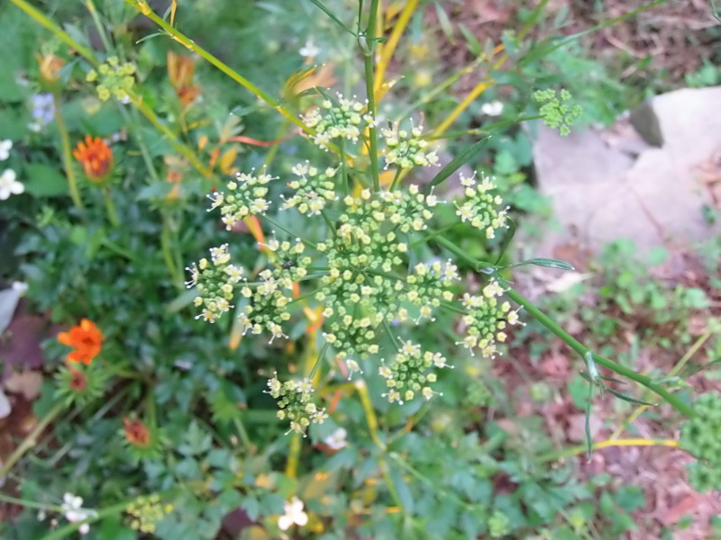 旭日と 華。_a0125419_05404873.jpg