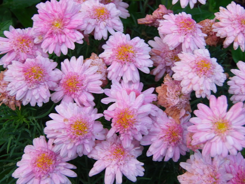 旭日と 華。_a0125419_05420153.jpg
