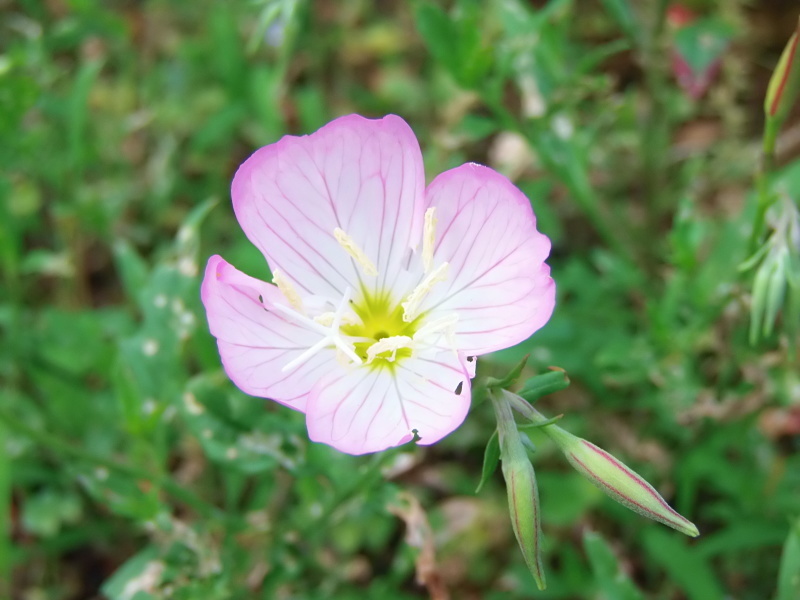 旭日と 華。_a0125419_05423150.jpg