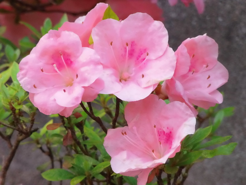 旭日と 華。_a0125419_05424532.jpg