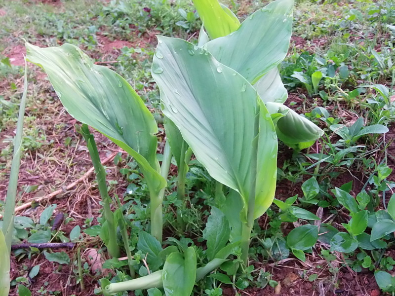 旭日と 華。_a0125419_05465638.jpg