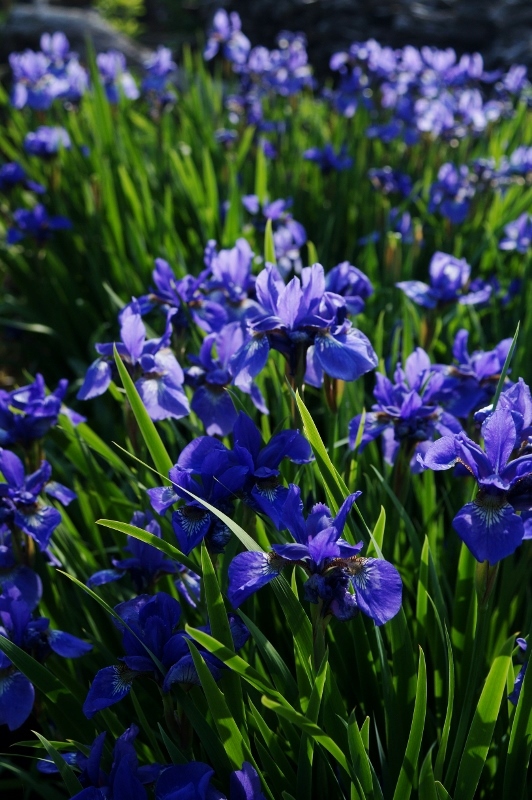 趣味の園芸【Myファームの花達①】４～５月に咲いた主な花達です♪_b0033423_18275642.jpg