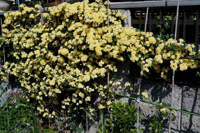 趣味の園芸【Myファームの花達①】４～５月に咲いた主な花達です♪_b0033423_183066.jpg