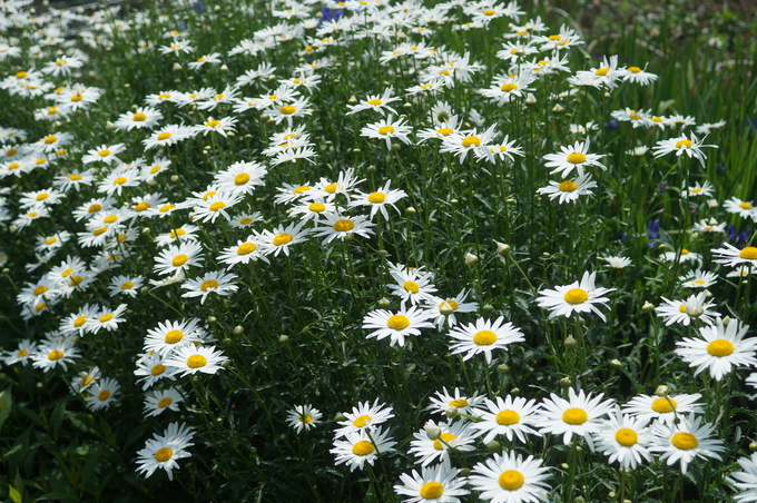 趣味の園芸【Myファームの花達①】４～５月に咲いた主な花達です♪_b0033423_18321677.jpg