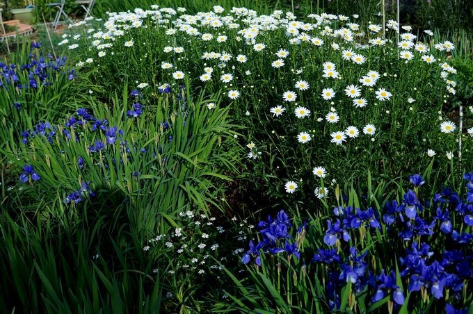 趣味の園芸【Myファームの花達①】４～５月に咲いた主な花達です♪_b0033423_1834511.jpg