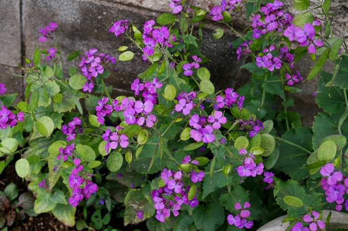 趣味の園芸【Myファームの花達①】４～５月に咲いた主な花達です♪_b0033423_18394543.jpg
