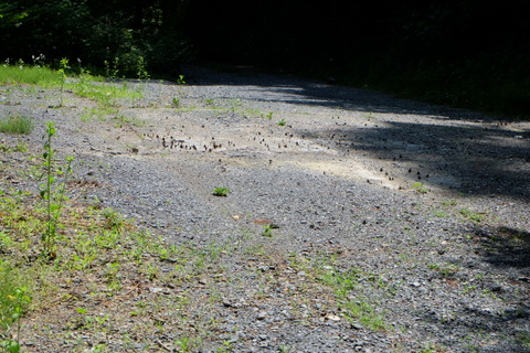 b0281732_54346.jpg