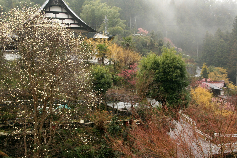 西吉野、、雨上がり_d0052340_1547288.jpg