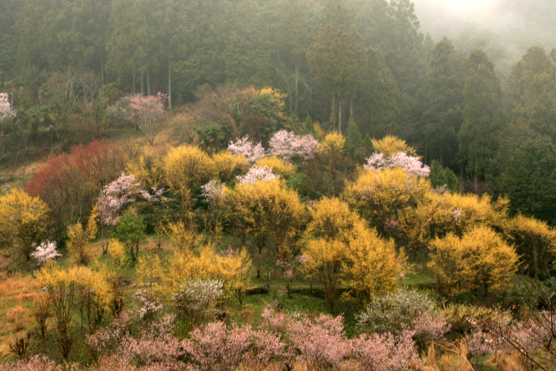 西吉野、、雨上がり_d0052340_1548751.jpg