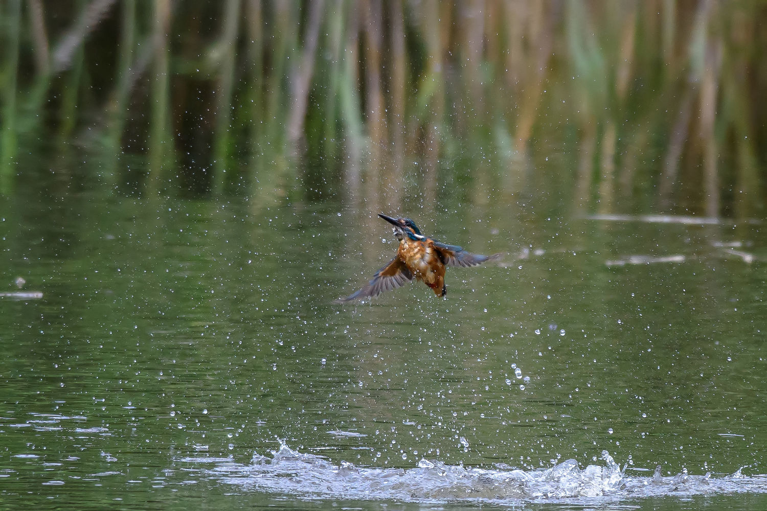 撥水機能が低下したカワセミの水浴び_d0292540_01175741.jpg