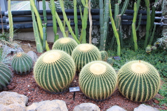 観賞植物園の巨大サボテン 平日 会社を休んだら