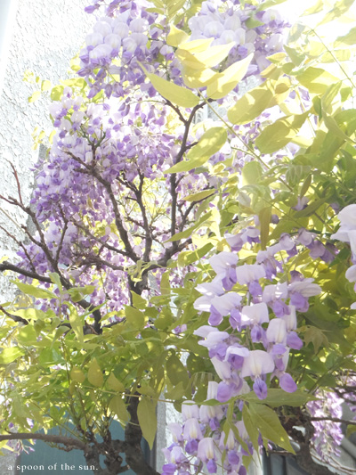 wisteria_c0096542_19425889.jpg