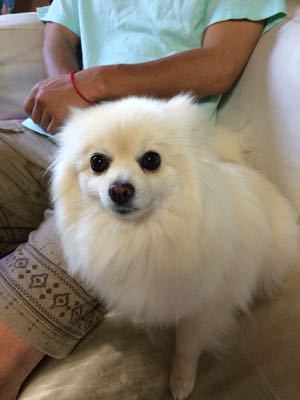 ツツジが咲き誇っています꒰ ´͈ω`͈꒱_e0248949_21181135.jpg