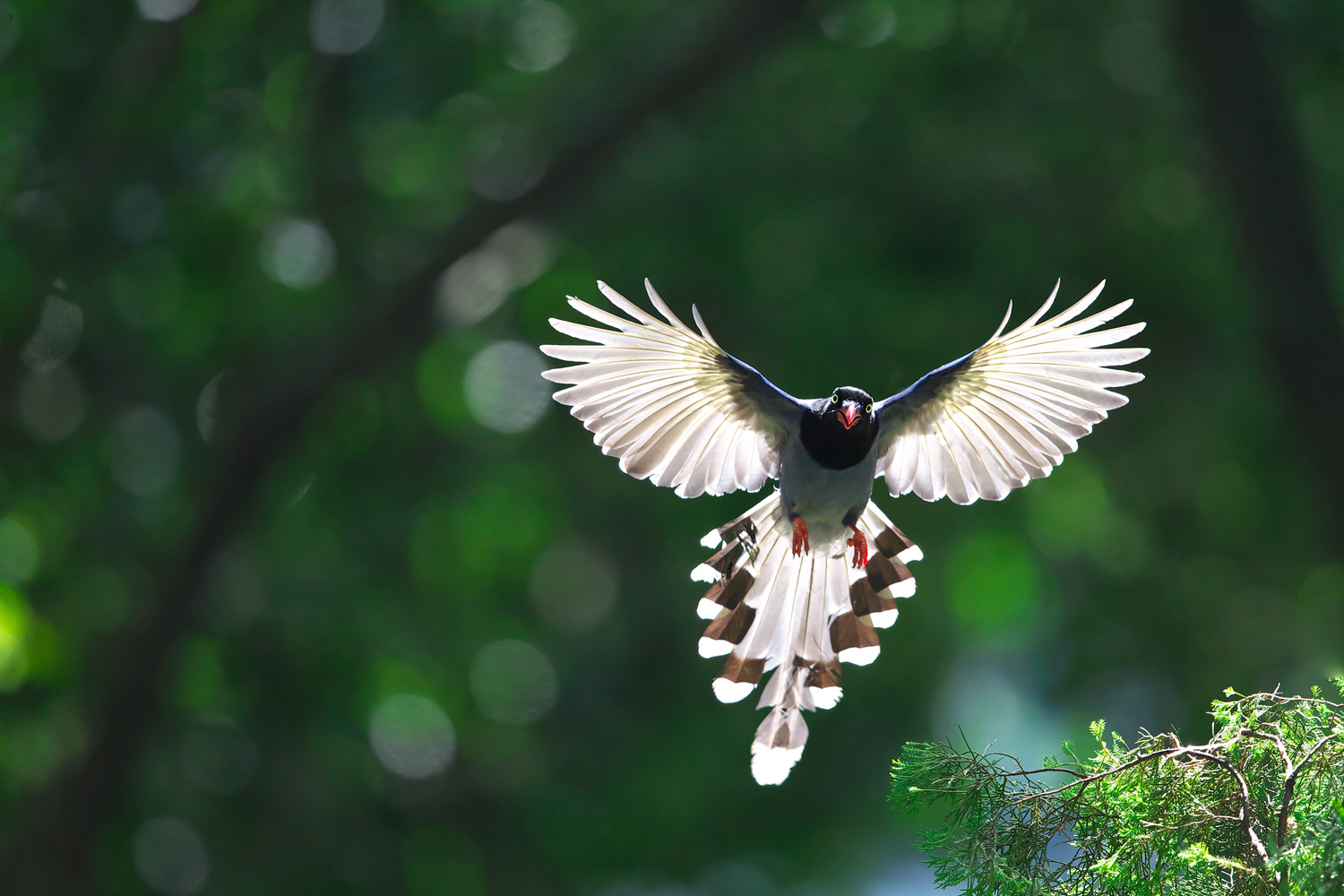ヤマムスメ 台灣藍鵲 Formosan Magpie とキジバト ぼちぼち と 野鳥大好き O
