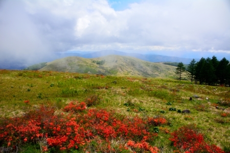 レンゲツツジとノビタキ 霧ヶ峰車山 愛しのヒタキ達を訪ねて