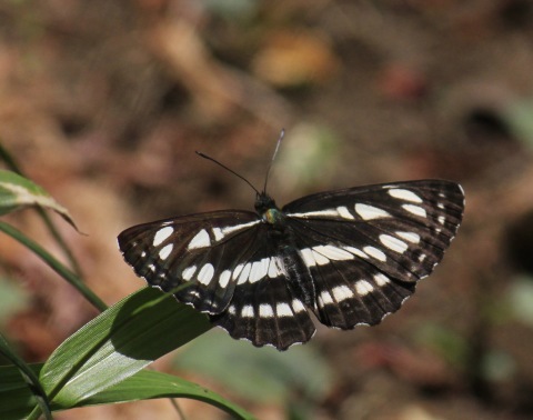 a0248459_06560809.jpg