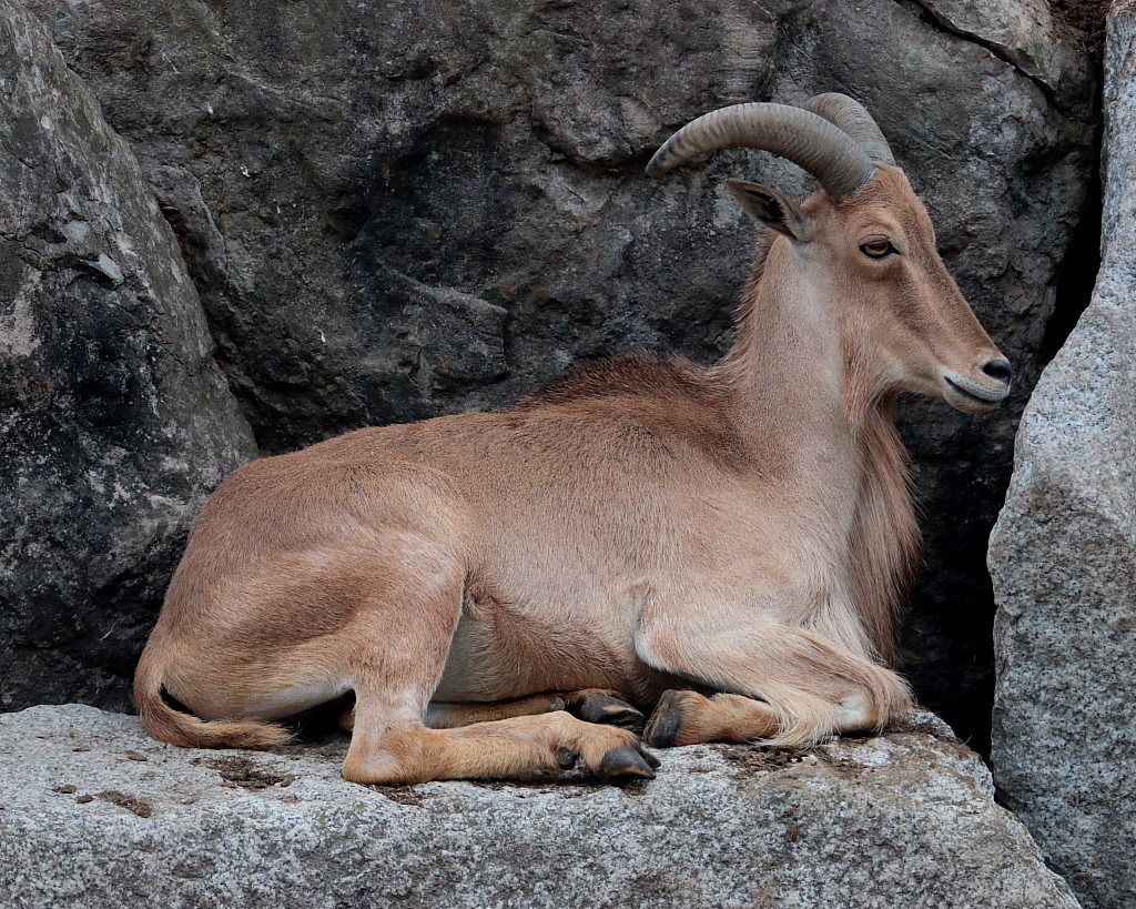 群馬サファリの動物たち・サファリゾーン編_c0305565_18184908.jpg