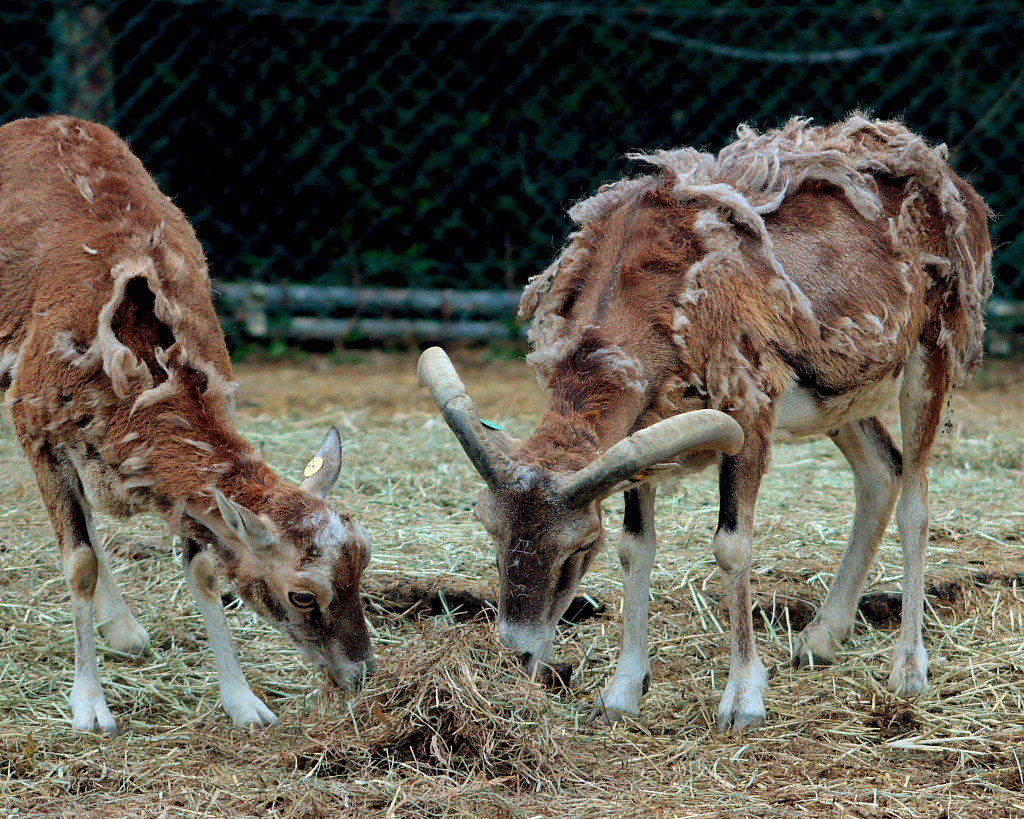 群馬サファリの動物たち・サファリゾーン編_c0305565_18185877.jpg