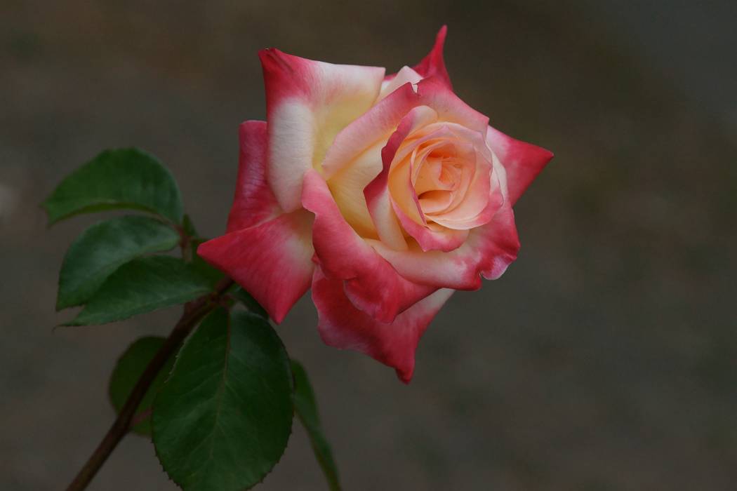 b0223668_5543820.jpg