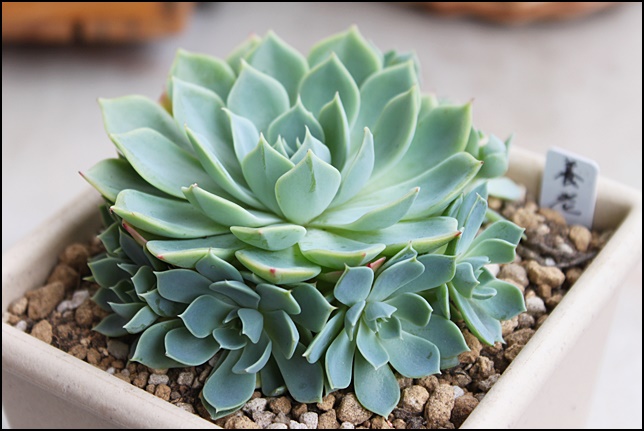 多肉植物  ブラッドブリアナ錦